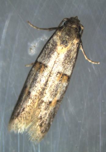 Réf. 190 593 : Symmocoides oxybiella